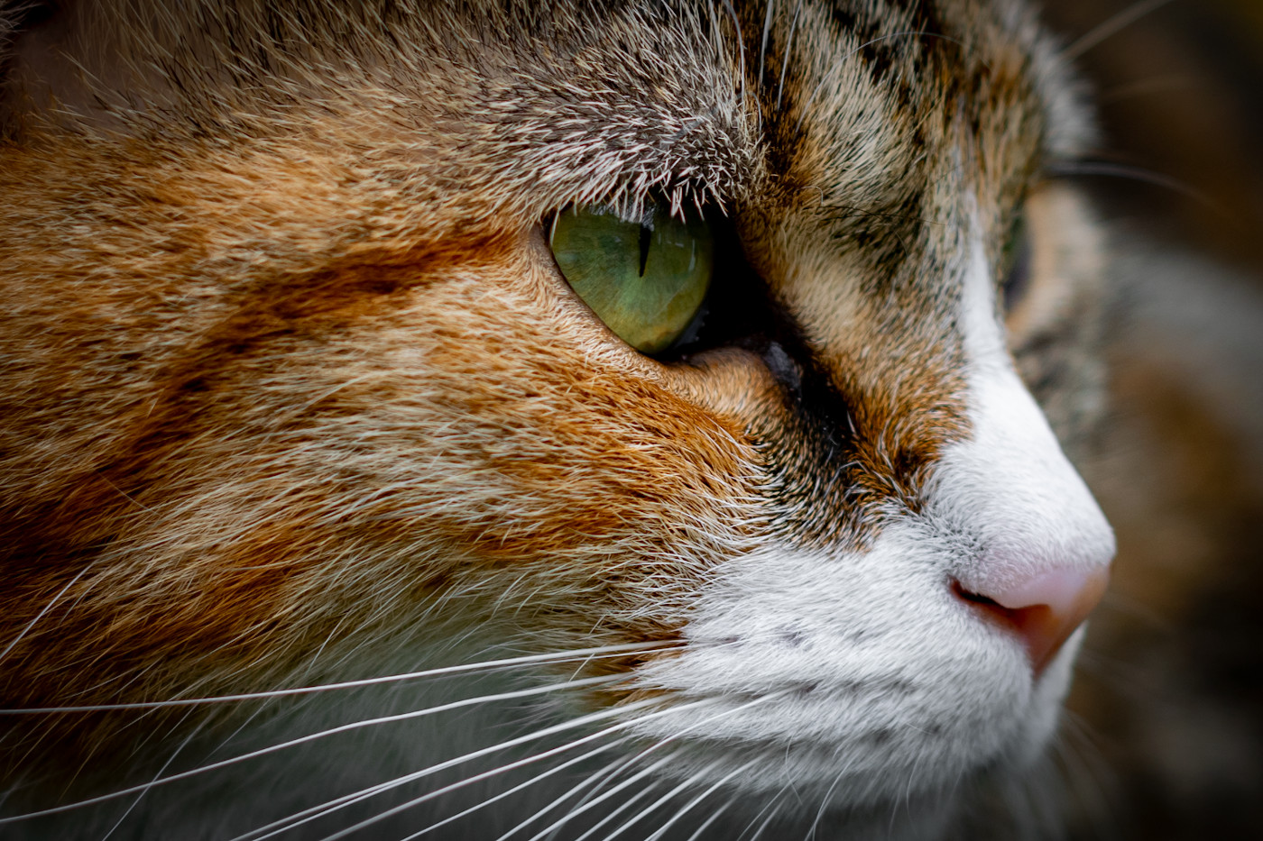 Close-up portrait of a tabby cat