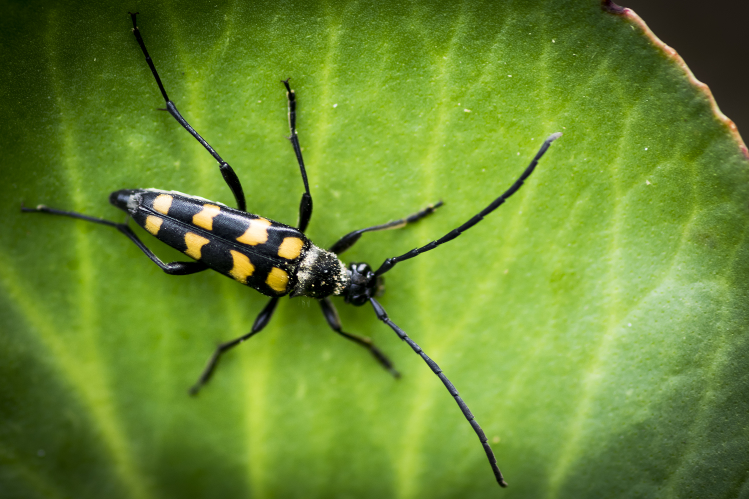Longhorn beetle perched on a leaf, macro shot