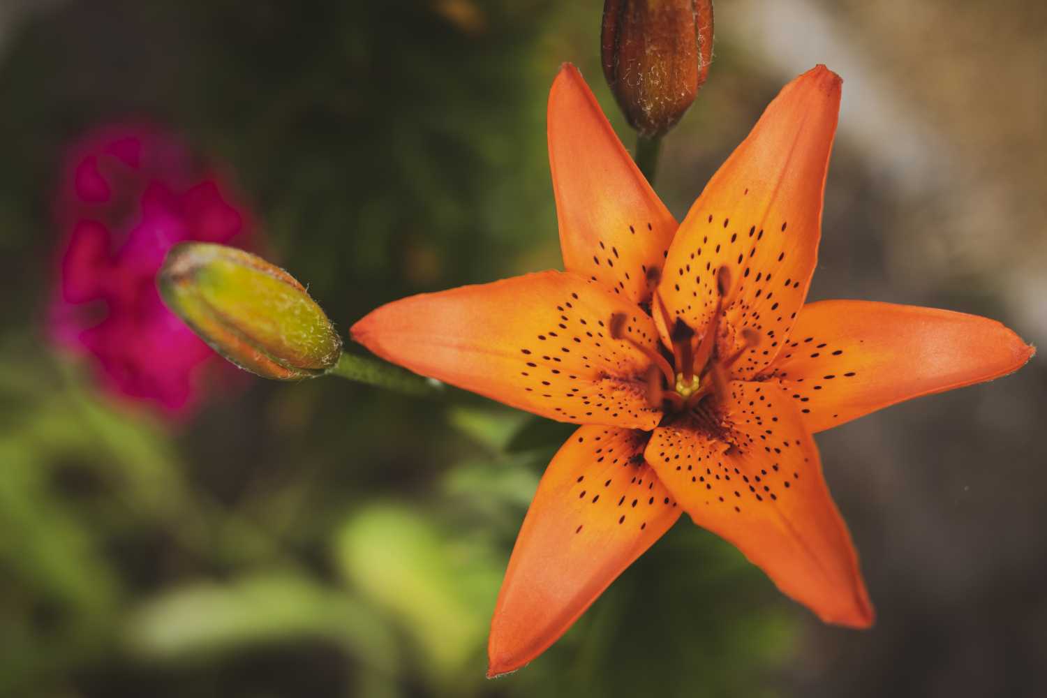 White lily flower in close-up