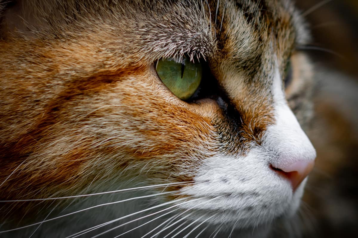 Close-up portrait of a tabby cat