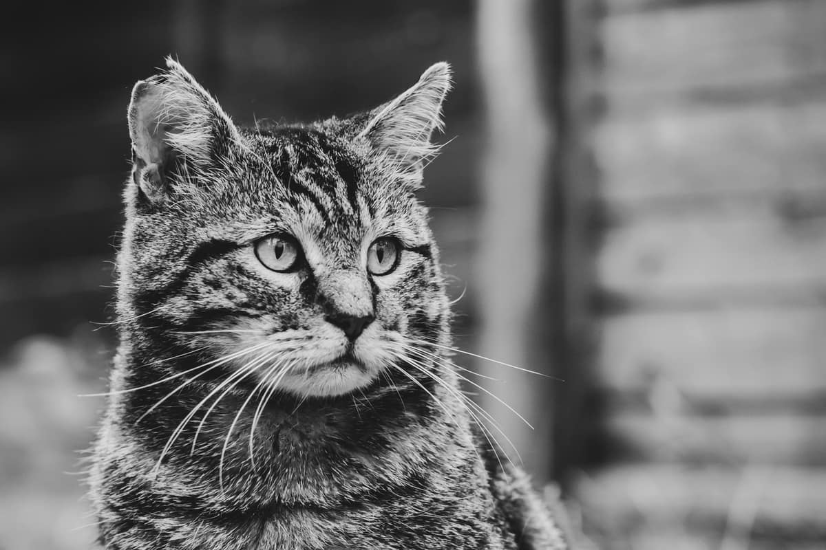 Black-and-white close-up portrait of a tabby cat