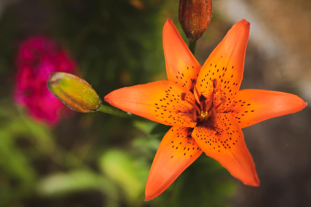 White lily flower in close-up