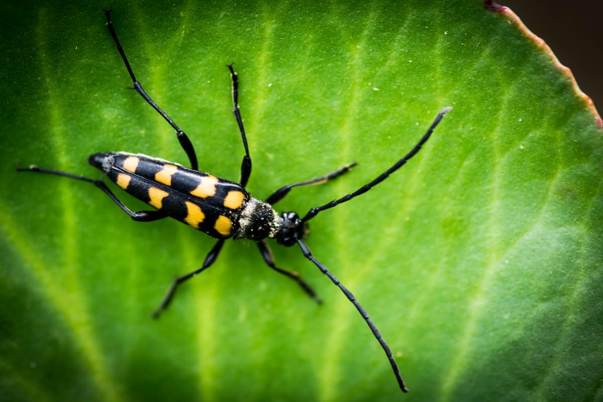 Longhorn beetle perched on a leaf, macro shot